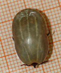 Hyalomma aegyptium