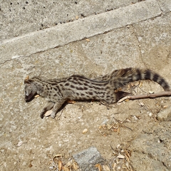 Genetta genetta genetta