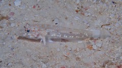 Fusigobius duospilus
