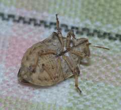 Odontotarsus