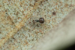 Paidiscura pallens