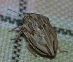 Odontotarsus