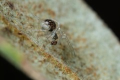 Paidiscura pallens