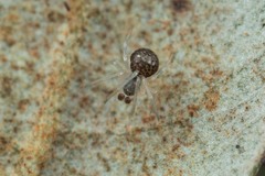Paidiscura pallens