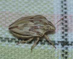 Odontotarsus