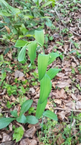Polygonatum biflorum image