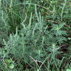 Ambrosia tenuifolia