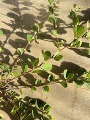 Chamaecrista rotundifolia