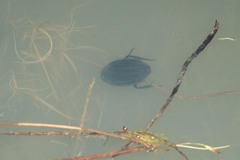 Hydrophilus pistaceus