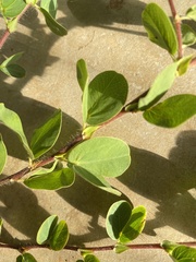 Chamaecrista rotundifolia