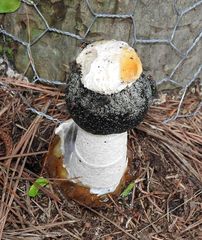 Itajahya galericulata