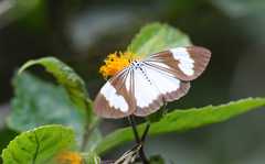 Nyctemera tripunctaria