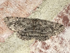 Hypomecis umbrosaria