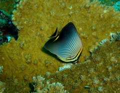 Chaetodon triangulum