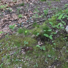 Avenella flexuosa flexuosa