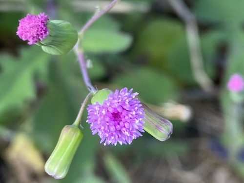 Emilia sonchifolia observed 2022-02-18