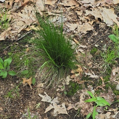 Avenella flexuosa flexuosa