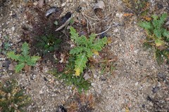 Biserrula pelecinus