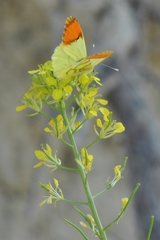 Anthocharis euphenoides