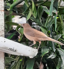 Turdus grayi