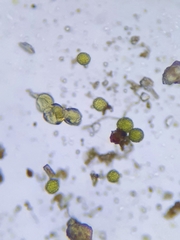 Sphaerocarpos europaeus