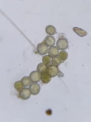 Sphaerocarpos europaeus