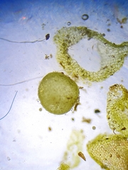 Sphaerocarpos europaeus