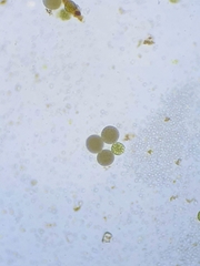 Sphaerocarpos europaeus