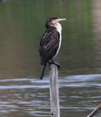 Phalacrocorax carbo