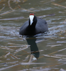 Fulica cristata