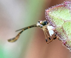 Leptopteromyia americana