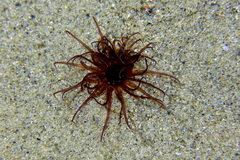 Pachycerianthus solitarius