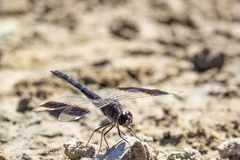 Brachythemis impartita