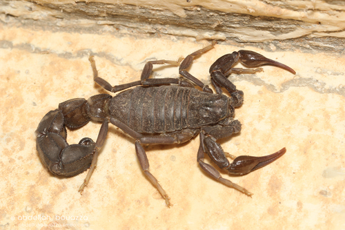 Ebony Fat-tailed Scorpion (Androctonus gonneti) · iNaturalist