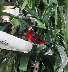 Ramphocelus dimidiatus