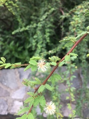Mimosa farinosa