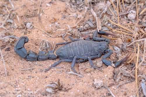 Ebony Fat-tailed Scorpion (Androctonus gonneti) · iNaturalist