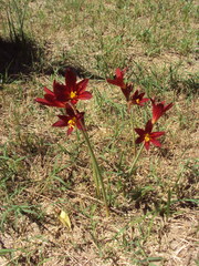 Zephyranthes bifida