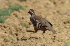 Alectoris rufa intercedens