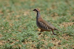 Alectoris rufa intercedens