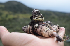 Tropaeolum tuberosum