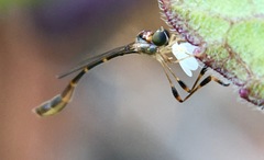 Leptopteromyia americana