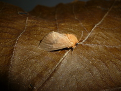Thoscora