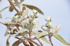 Buddleja cordobensis