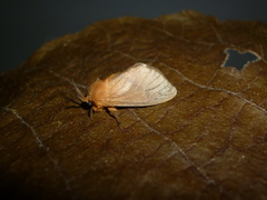 Thoscora