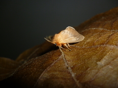 Thoscora
