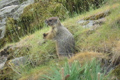Marmota flaviventris
