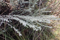 Helichrysum aureonitens