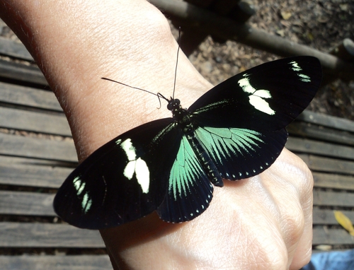 Heliconius doris (Linnaeus, 1771)