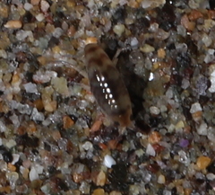 Orchestoidea tuberculata